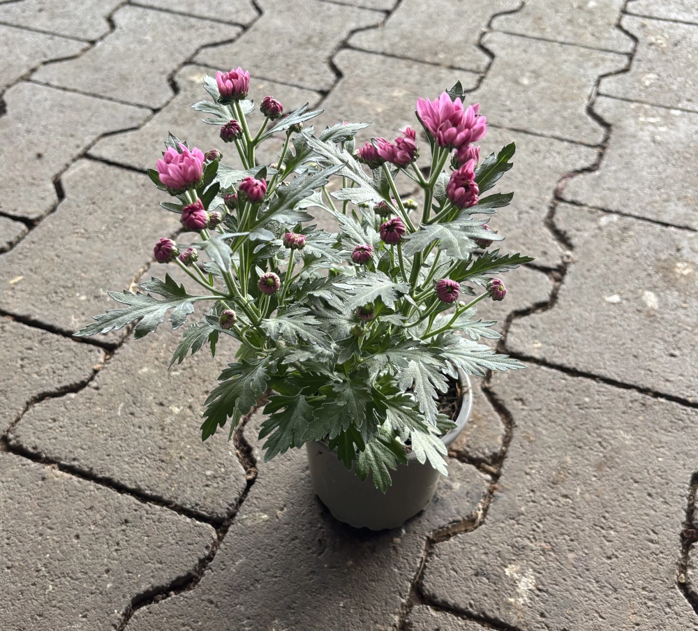 Chrysantheme, rosa, 1 Trieber - Gallerie Bild 1